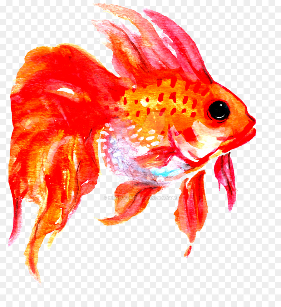 Poisson Rouge，Aquatique PNG