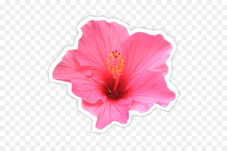 Hibiscus，Fleurir PNG