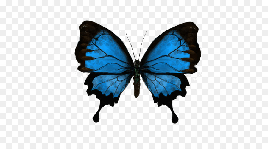 Papillon，Gfycat PNG