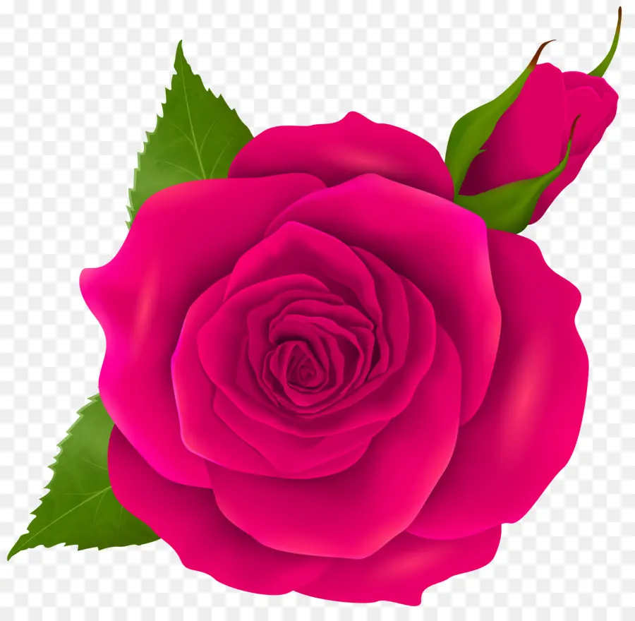 Rose，Les Roses De Jardin PNG