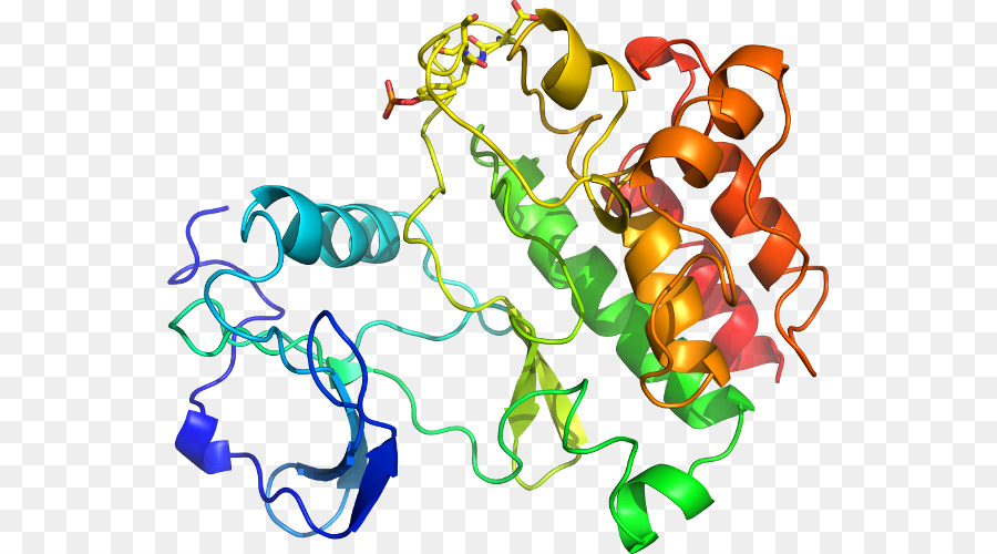 Structure Des Protéines，Molécule PNG