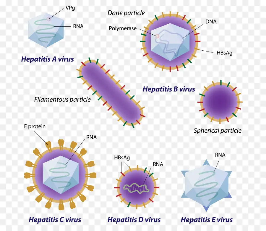 Virus De L'hépatite，Virus PNG