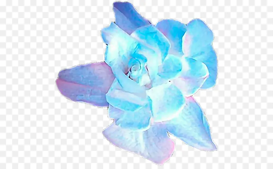 Fleur，Bleu PNG