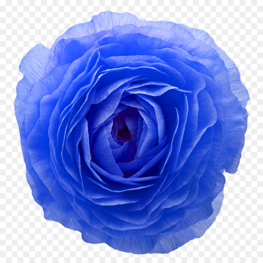 Rose Pourpre，Rose PNG