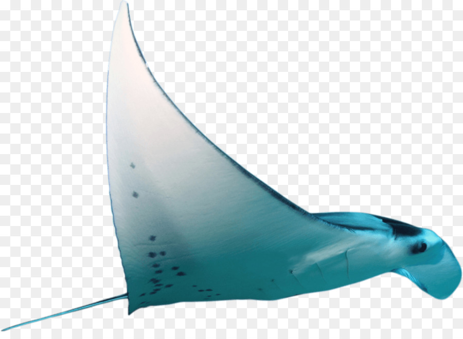 Requin，Eau PNG