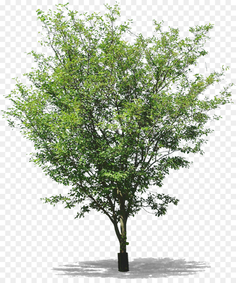 Brindille Arbre Les Noirs Png Brindille Arbre Les Noirs Transparentes Png Gratuit