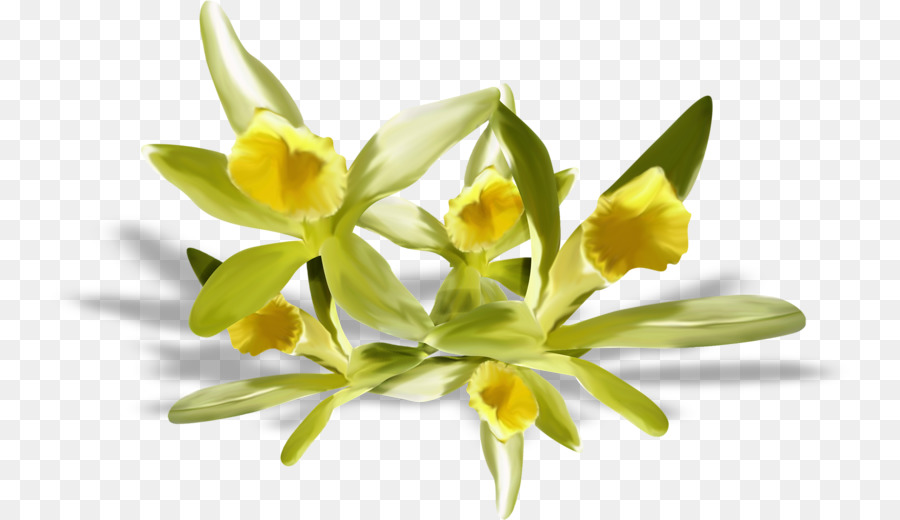 Fleur，Centerblog PNG