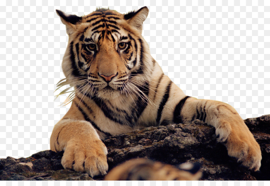 Tigre，Petit PNG