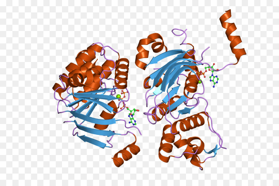 Structure Des Protéines，Molécule PNG