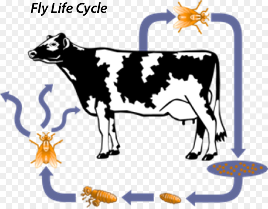 Cycle De Vie Des Mouches，Cycle De Vie PNG