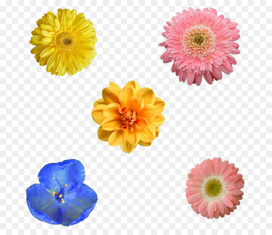 Fleurs，Fleurir PNG