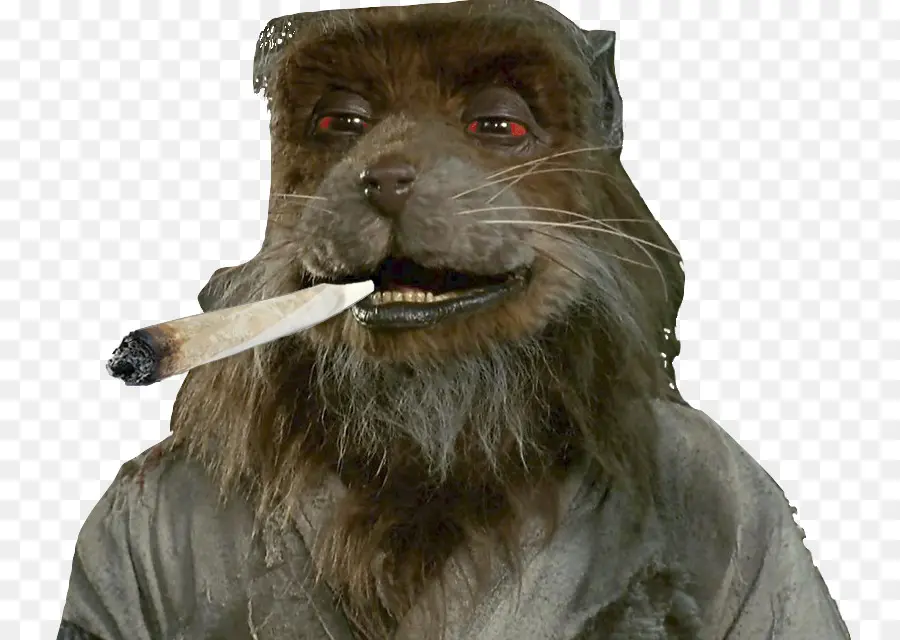 Animal Fumant，Fumeur PNG