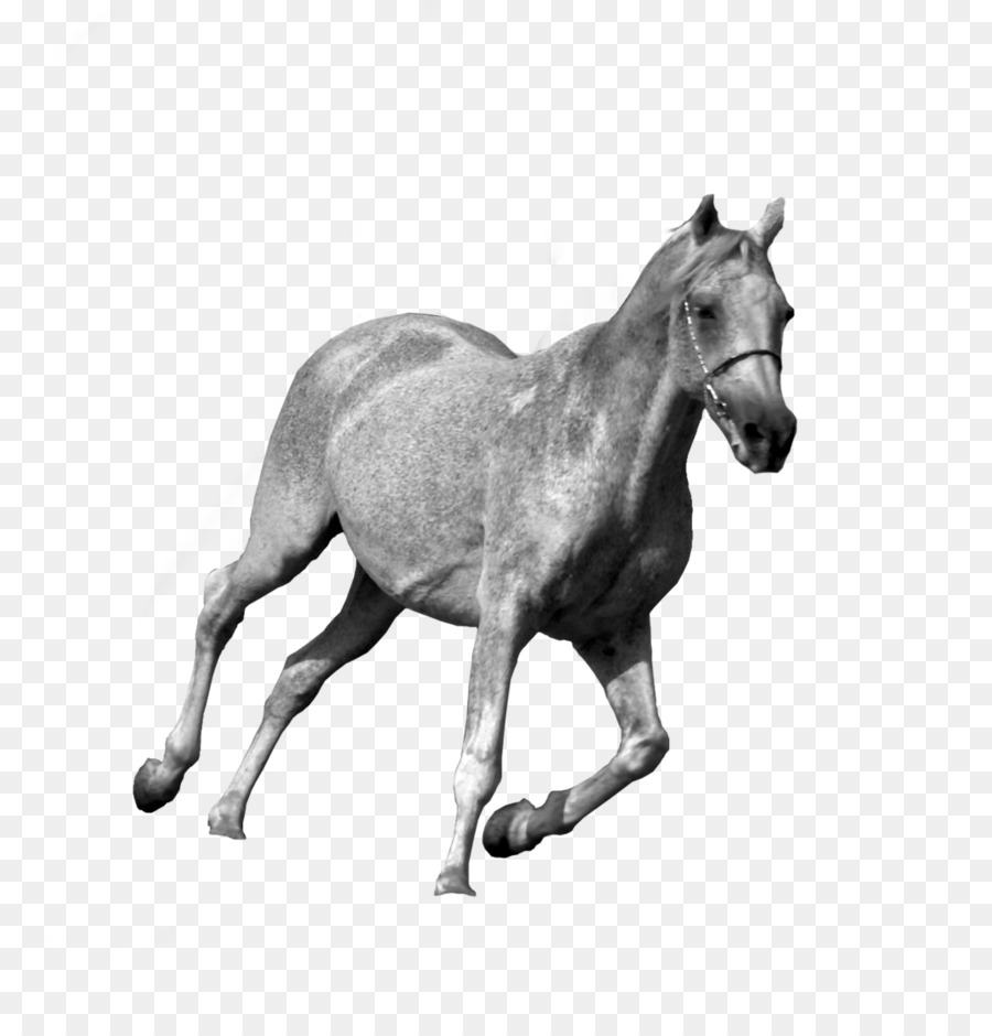 Cheval，Esquisser PNG