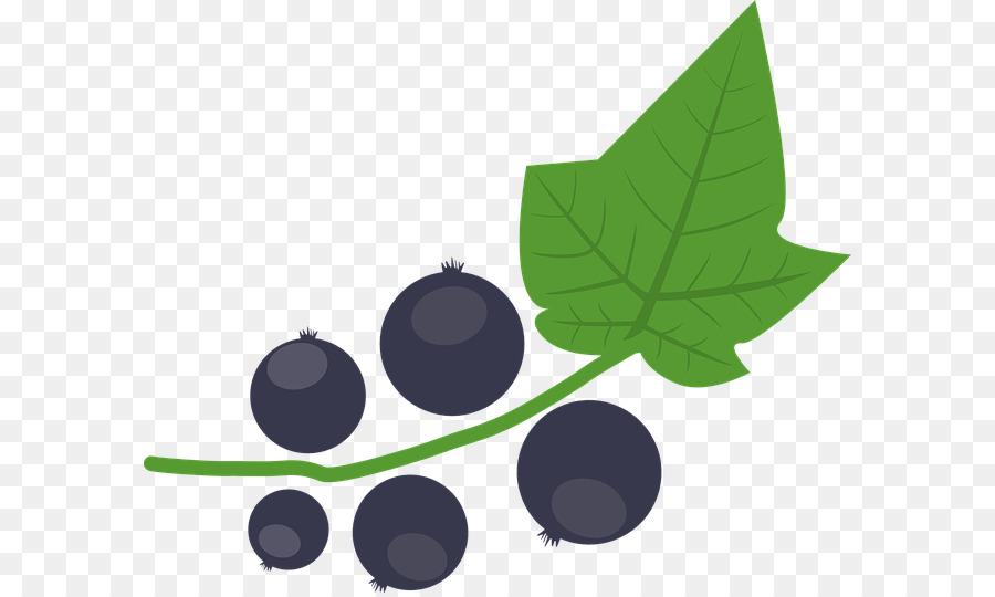 Cassis，Berry PNG