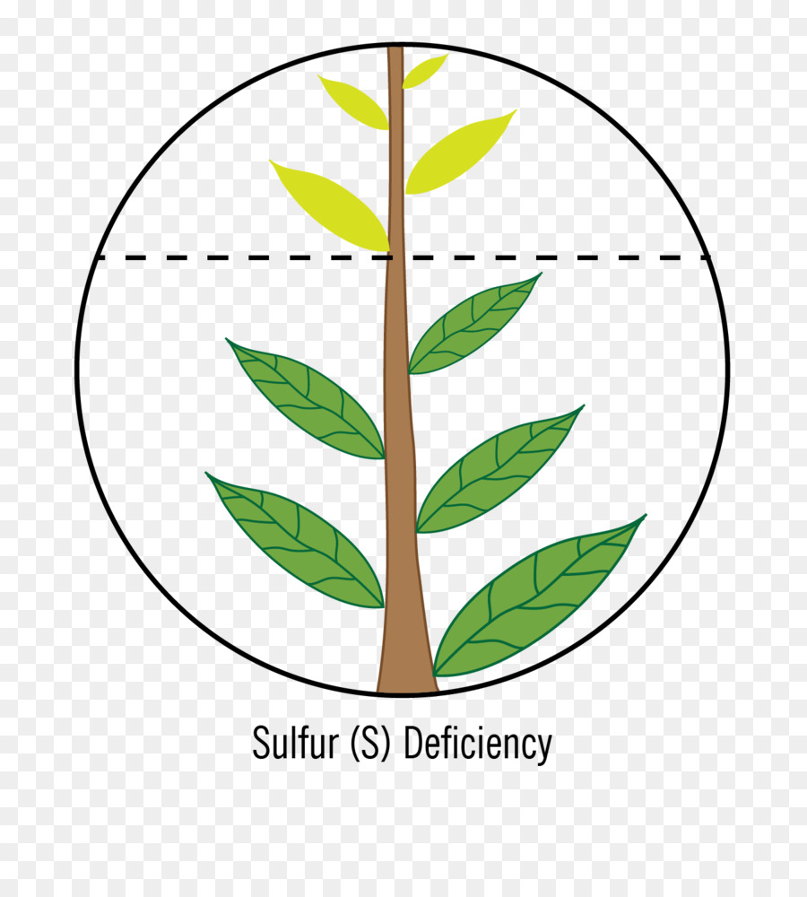 Feuille，Tige De La Plante PNG