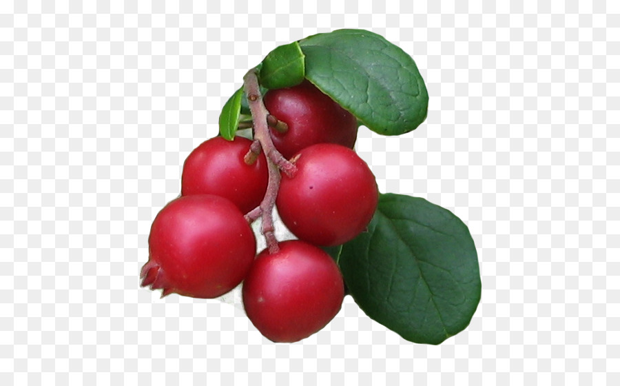 Fruits Rouges，Feuilles PNG