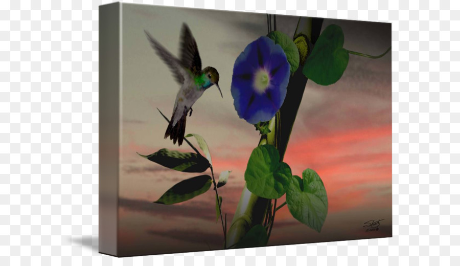 Colibri，Ruby Throated Hummingbird PNG