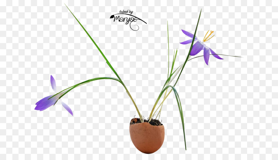 Flowerpot，La Floraison De La Plante PNG