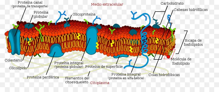 Membrane Cellulaire，Diagramme PNG