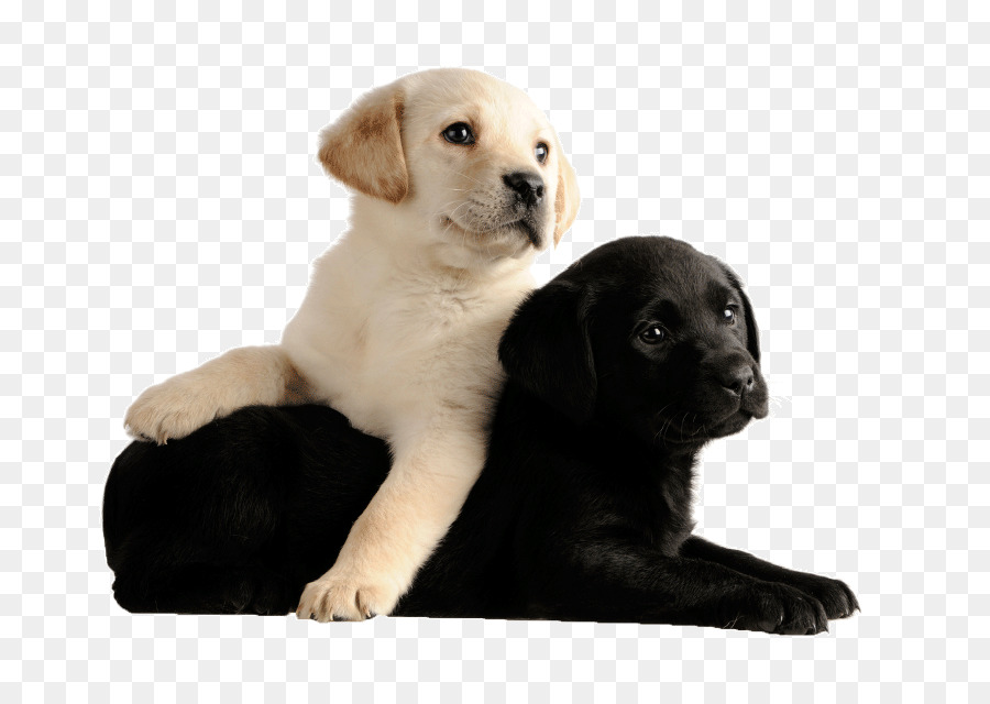 Chiots Mignons，Chiens PNG