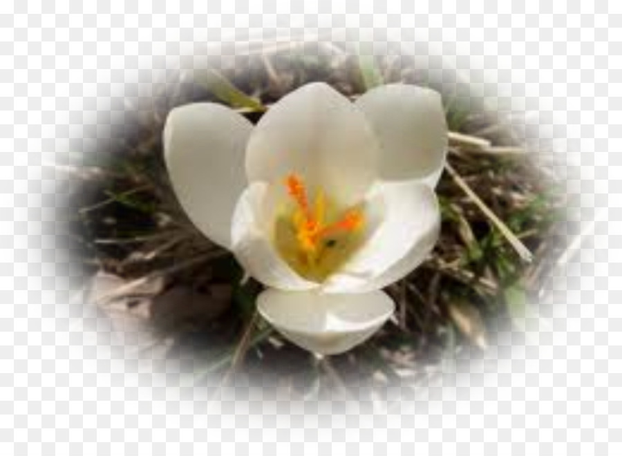 Crocus， PNG