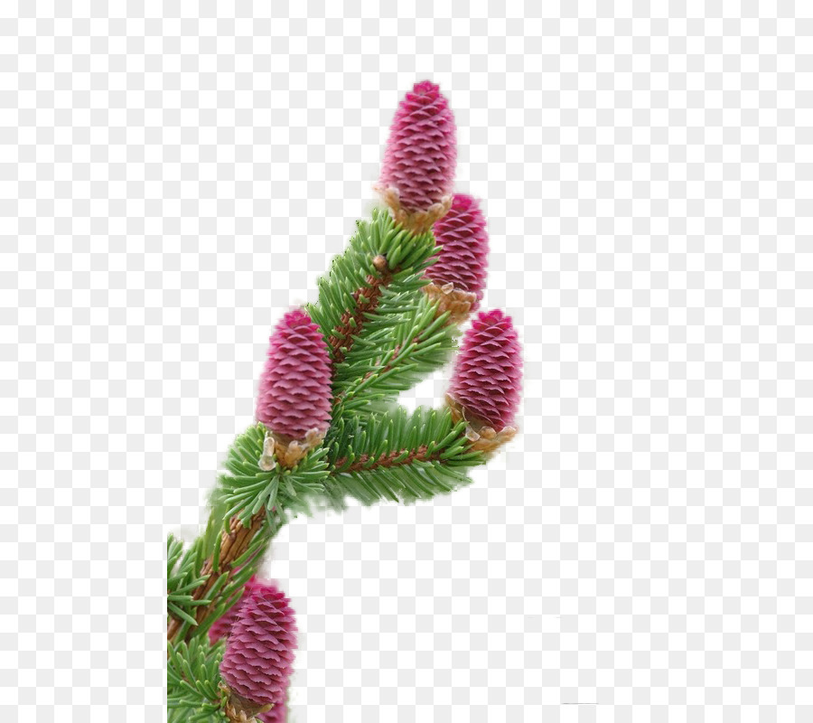 Sapin，L épinette PNG