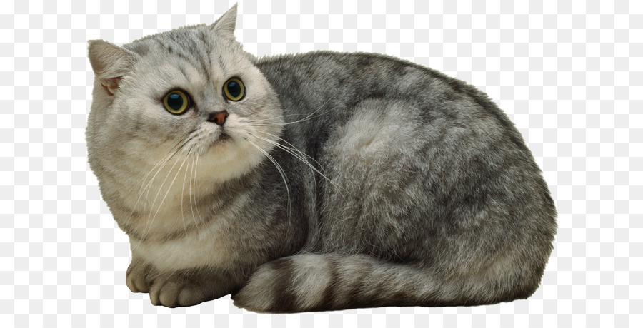 Chat，Animal De Compagnie PNG