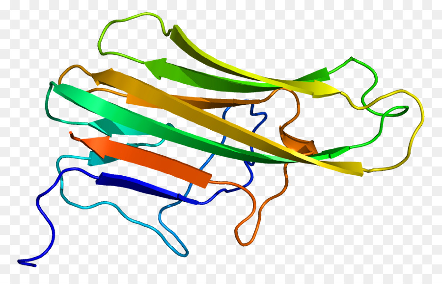 Structure Des Protéines，Biologie PNG