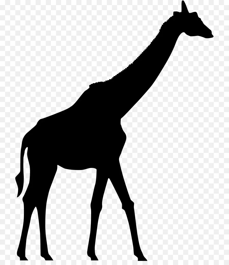 Girafe，Silhouette PNG