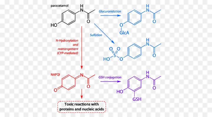 L Acétaminophène，Intoxication Au Paracétamol PNG