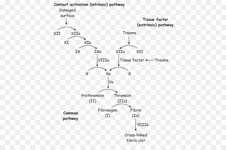 Diagramme De La Voie De Coagulation，Sang PNG