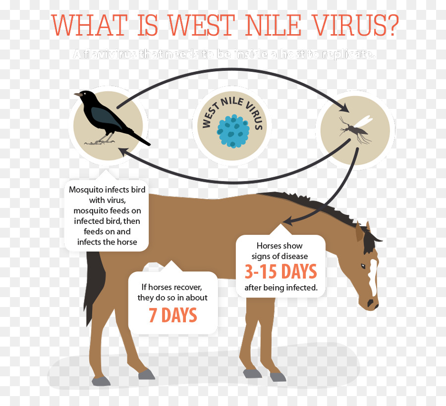 Diagramme Du Virus Du Nil Occidental，Cheval PNG