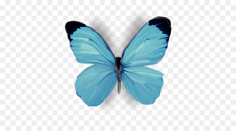 Papillon Bleu，Ailes PNG