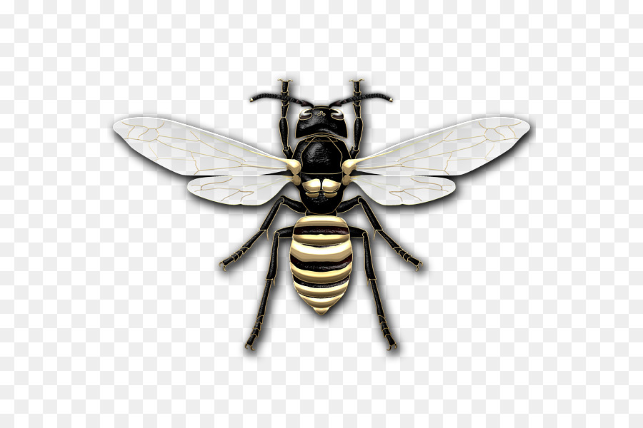 Abeille，Hexagone PNG