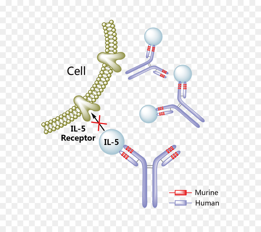 Récepteur Cellulaire，Anticorps PNG