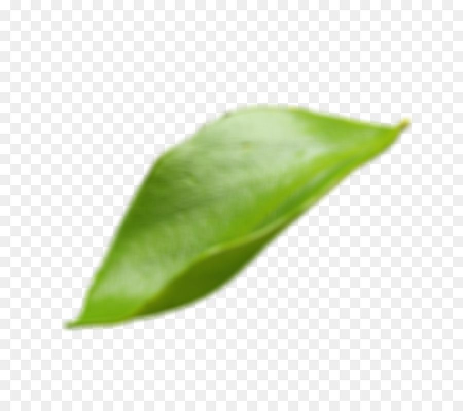 Feuilles Vertes，Nature PNG