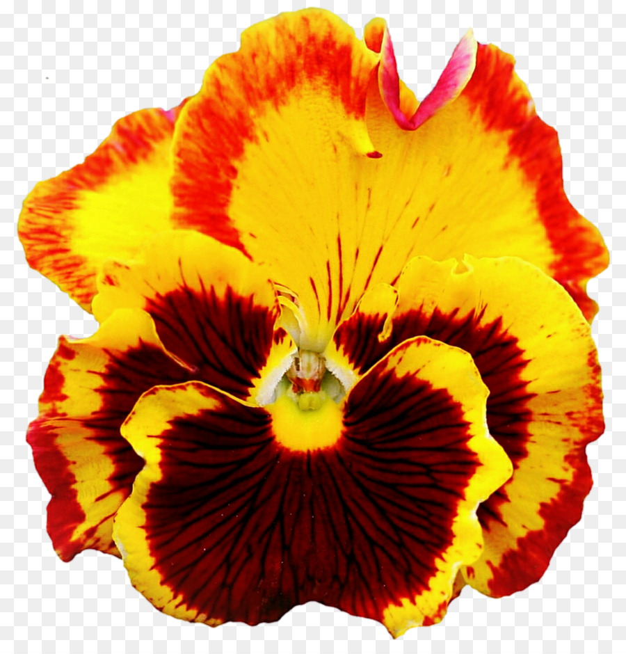 Fleur，Hibiscus PNG