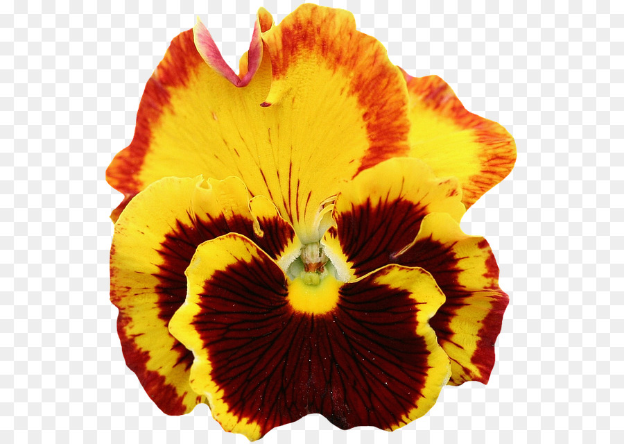 Fleur，Hibiscus PNG