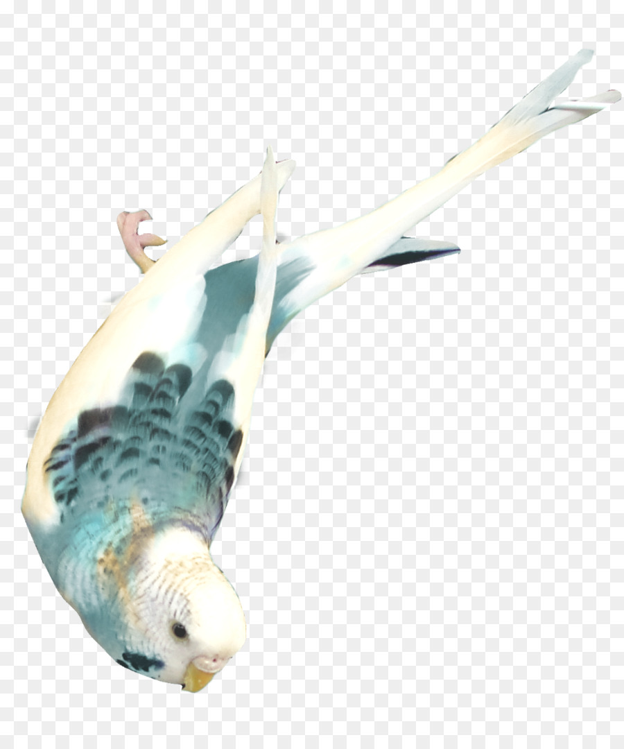 Oiseau，L Image Numérique PNG