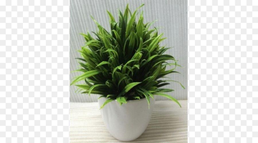 Plante D Intérieur，Flowerpot PNG