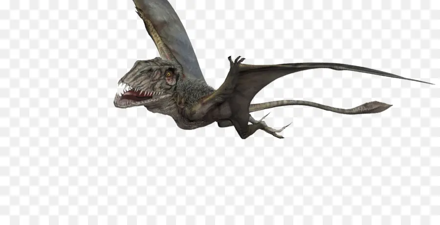 Dimorphodon，Ptéranodon PNG