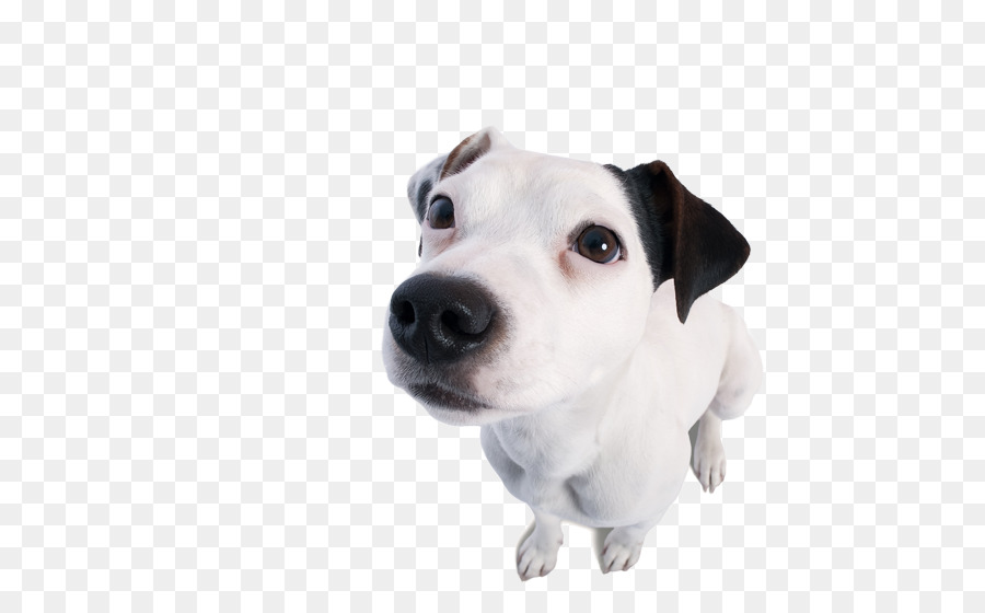 Terrier De Jack Russell，Race De Chien PNG