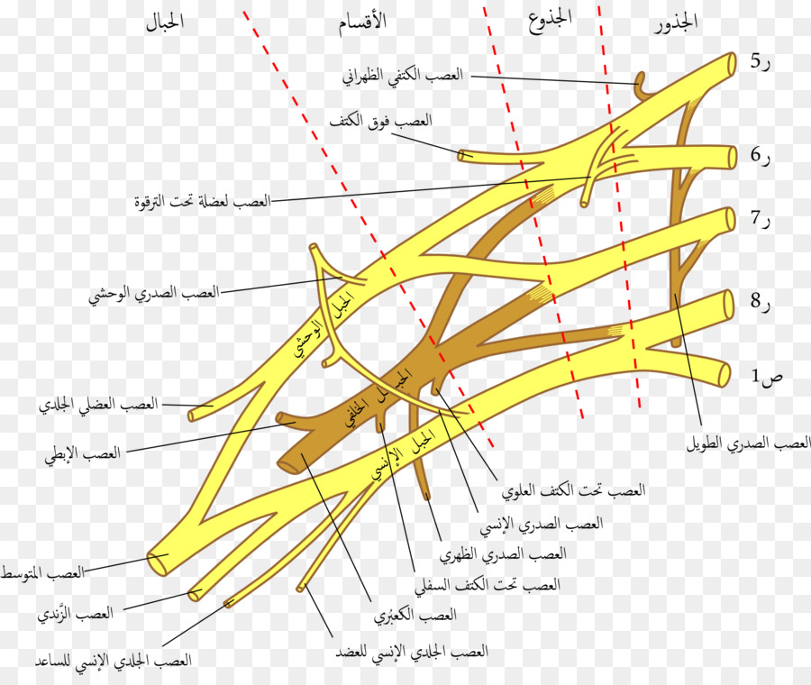 Plexus Brachial，Lésion Du Plexus Brachial PNG