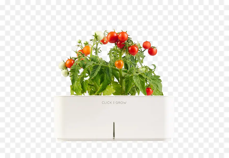 Plant De Tomate，Grandir PNG