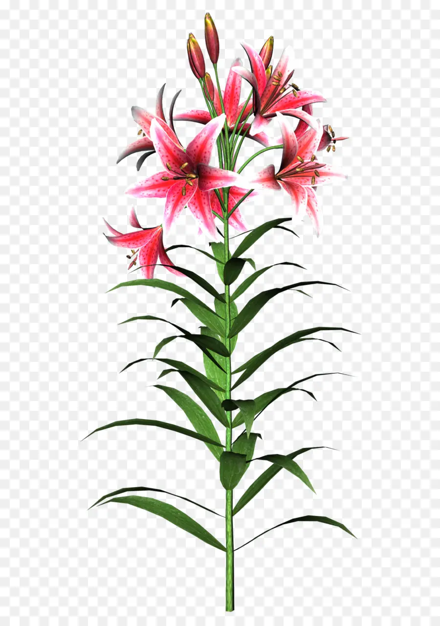 Fleur，Lily Tiger PNG