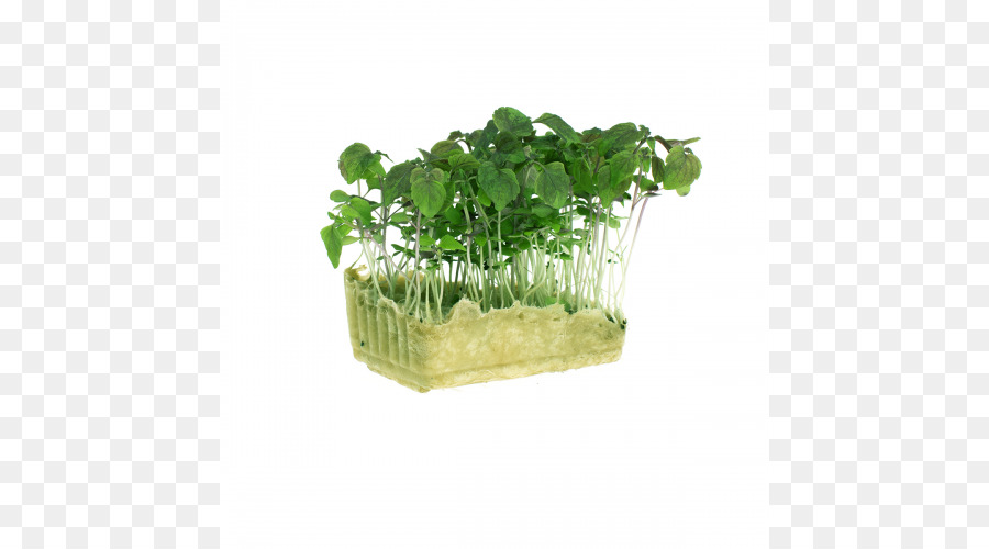 Microgreen，Herbe PNG