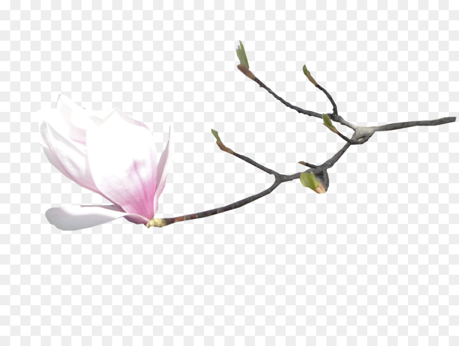 Fleurs Blanches，Fleurir PNG