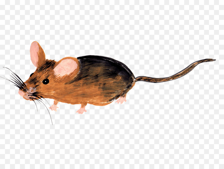 Souris Grise，Rongeur PNG