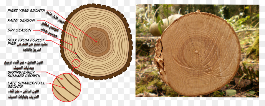 Bois，Arbre PNG