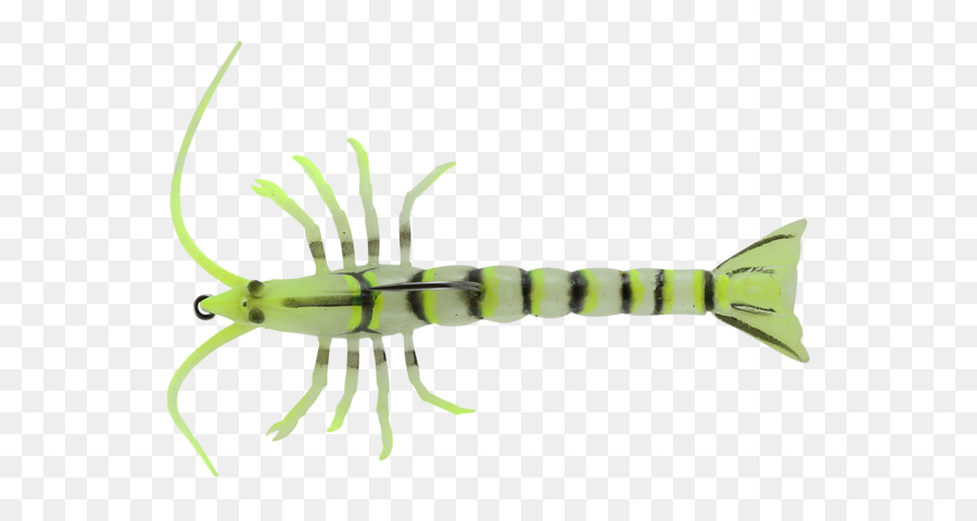 Crevettes，Appâts De Pêche PNG